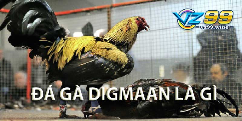 Đá gà Digmaan tại VZ99? Ưu điểm, kinh nghiệm thắng lớn A - Z 6 Đá gà Digmaan là gì