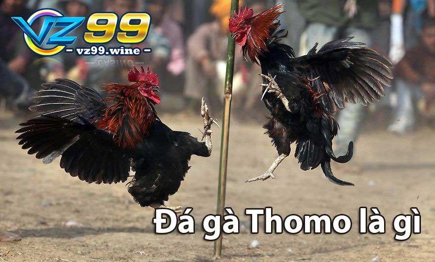 Đá gà Thomo là gì? Trò chơi cược gà Campuchia hấp dẫn 6 Đá gà Thomo là gì