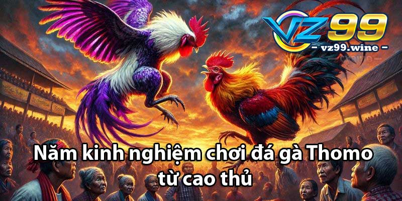 Đá gà Thomo là gì? Trò chơi cược gà Campuchia hấp dẫn 9 Năm kinh nghiệm chơi đá gà Thomo từ cao thủ