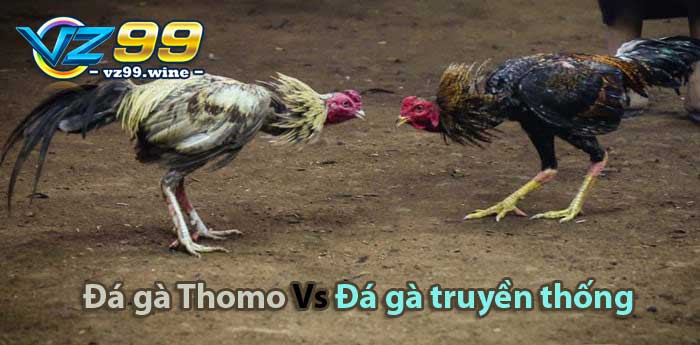 Đá gà Thomo là gì? Trò chơi cược gà Campuchia hấp dẫn 7 So sánh đá gà Thomo và truyền thống